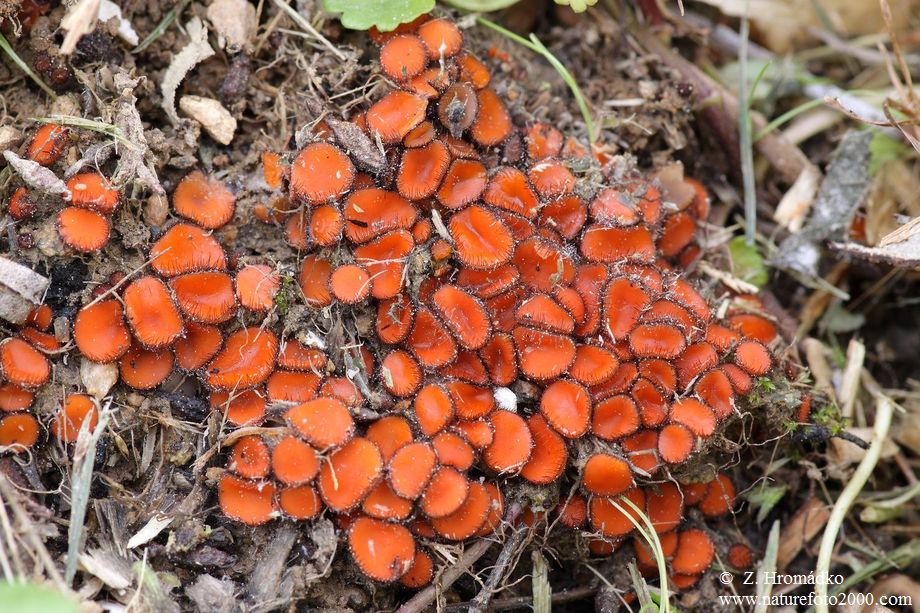 kosmatka štítovitá, Scutellinia scutellata (Houby, Fungi)